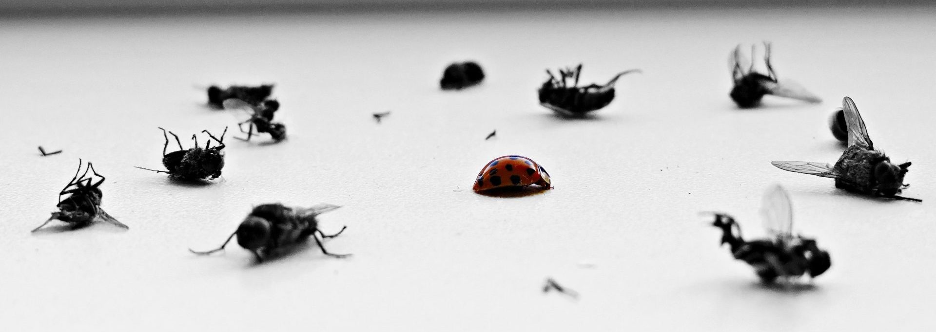 a group of flies sitting on top of a table